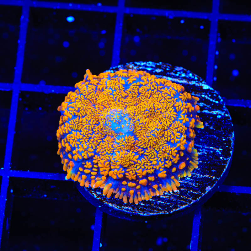 TSA Sunburst Rhodactis Mushroom Coral - Top Shelf Aquatics