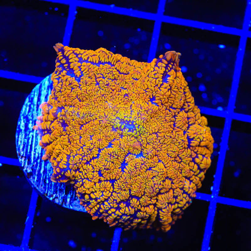TSA Sunburst Rhodactis Mushroom Coral - Top Shelf Aquatics