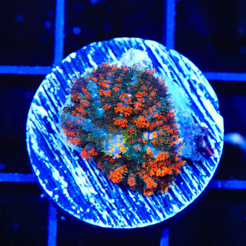 Gumdrop Rhodactis Mushroom Coral