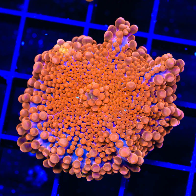 TSA Orange Blast Yuma Mushroom Coral
