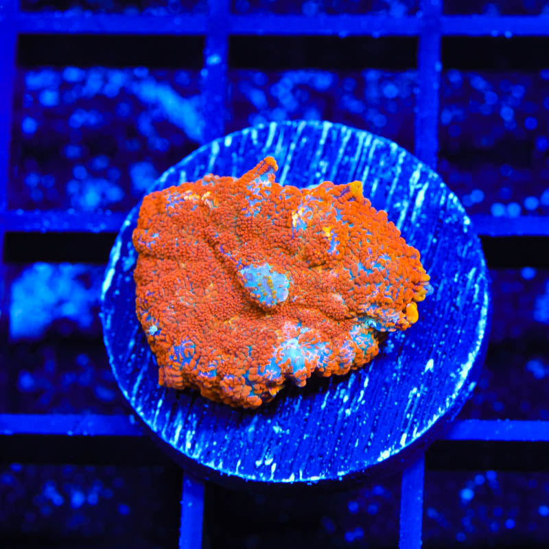 TSA Sonic Wave Rhodactis Mushroom Coral - Top Shelf Aquatics