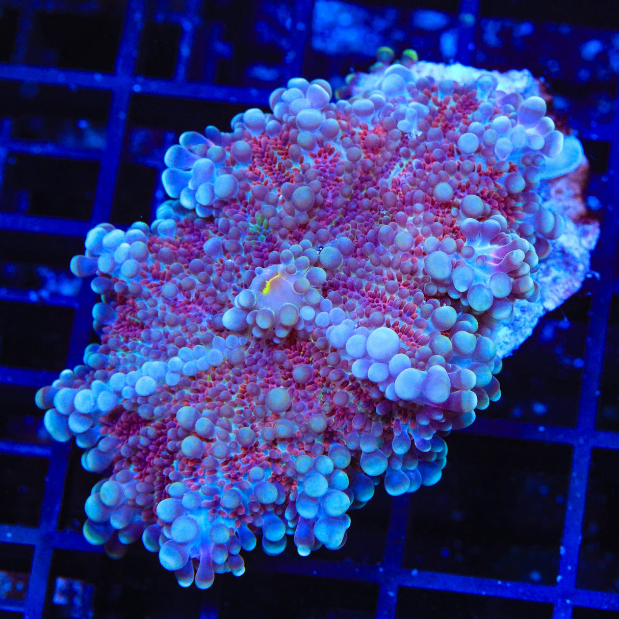 Rainbow Ricordea Coral