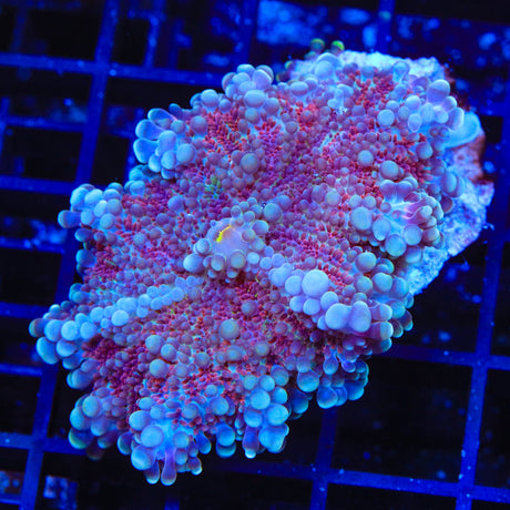 Rainbow Ricordea Coral