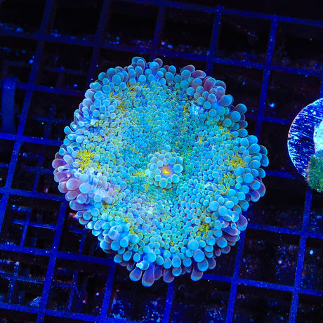 Rainbow XL Yuma Coral