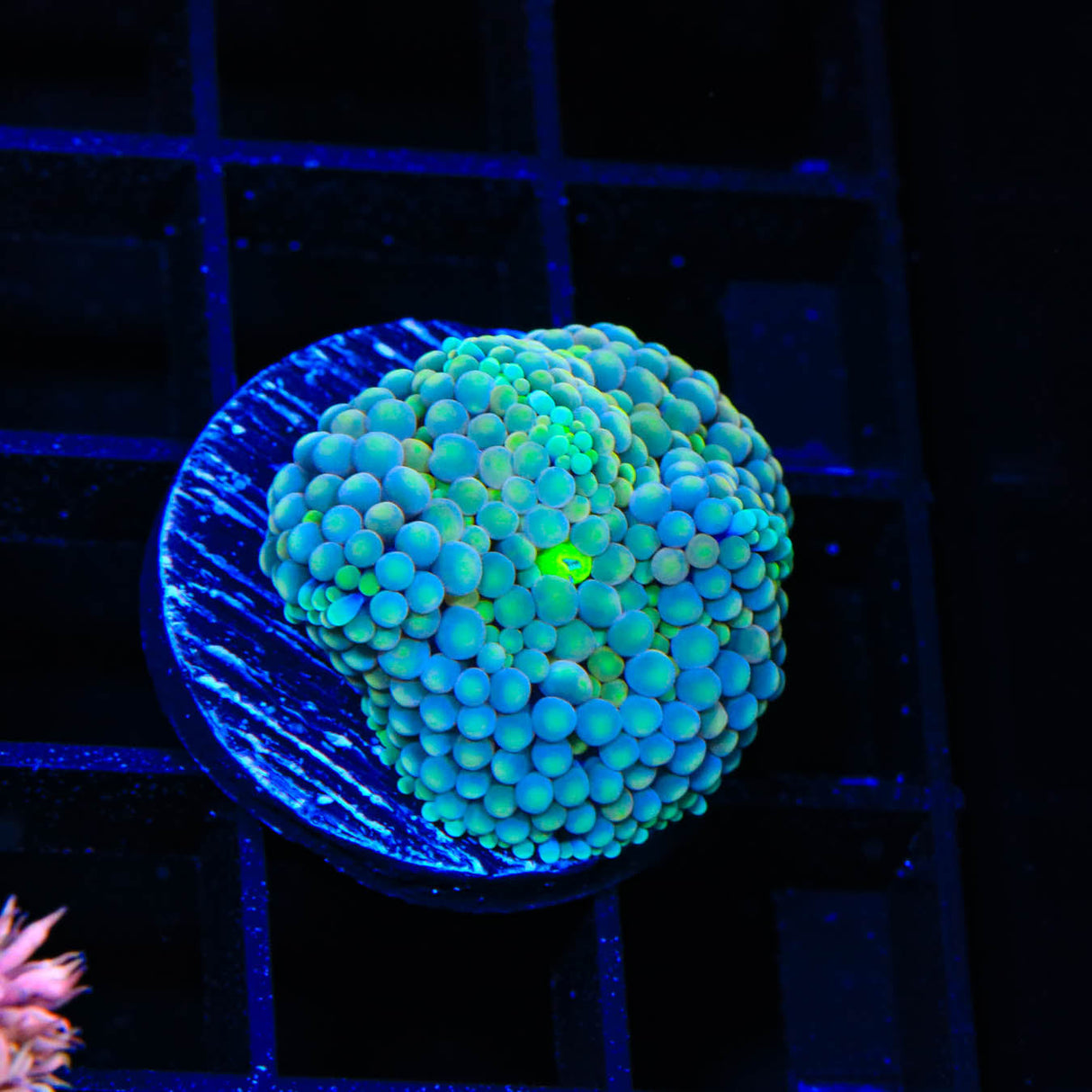 Rainbow Ricordea Coral - Top Shelf Aquatics