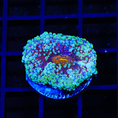 Purple Haze Yuma Coral