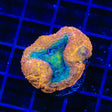 Rainbow Bowerbankii Coral