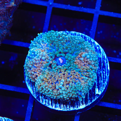 Rainbow Ricordea Coral