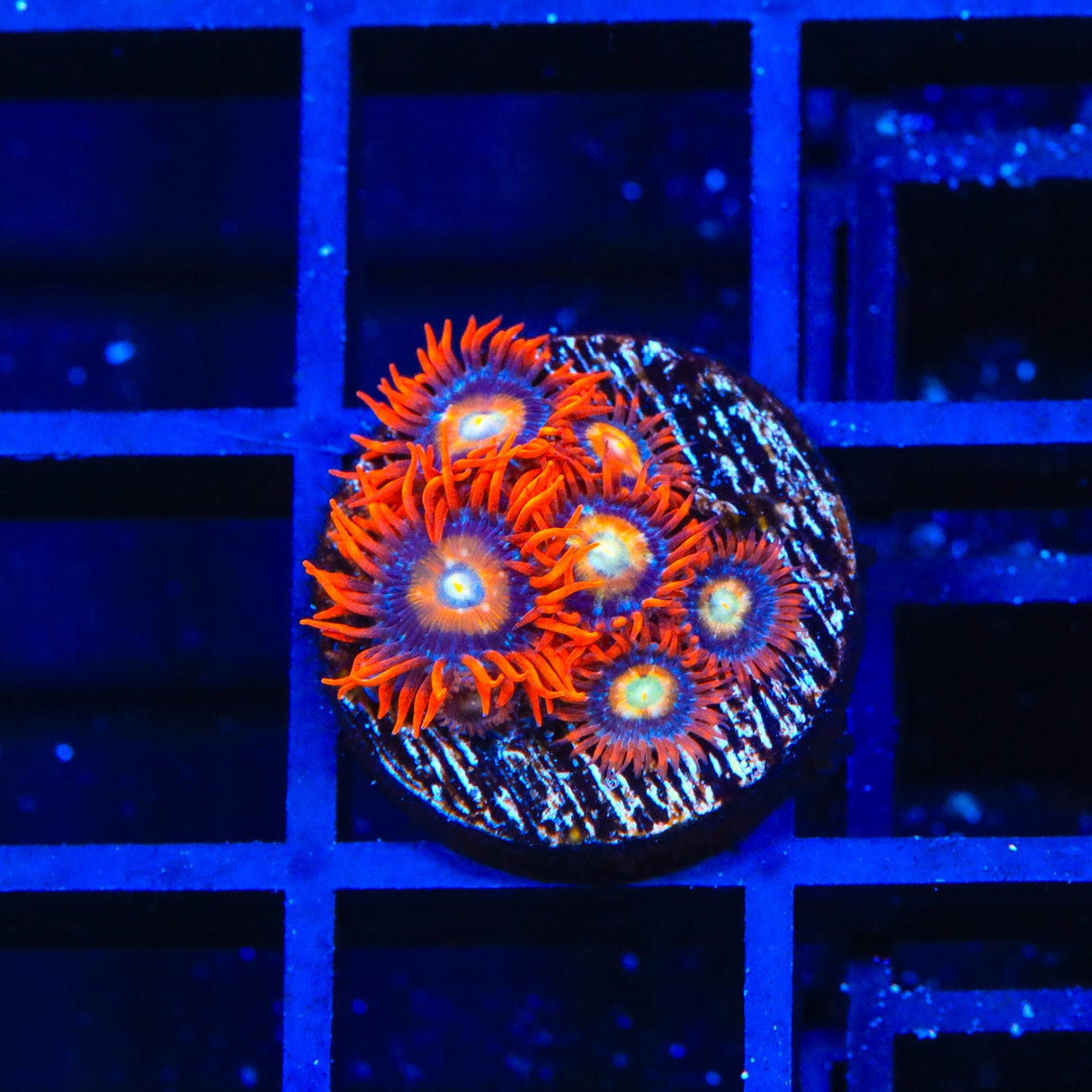 TSA Rockstar Zoanthids Coral