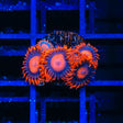 Orange Oxide Zoanthids Coral