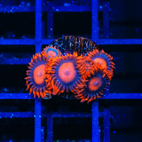 Orange Oxide Zoanthids Coral