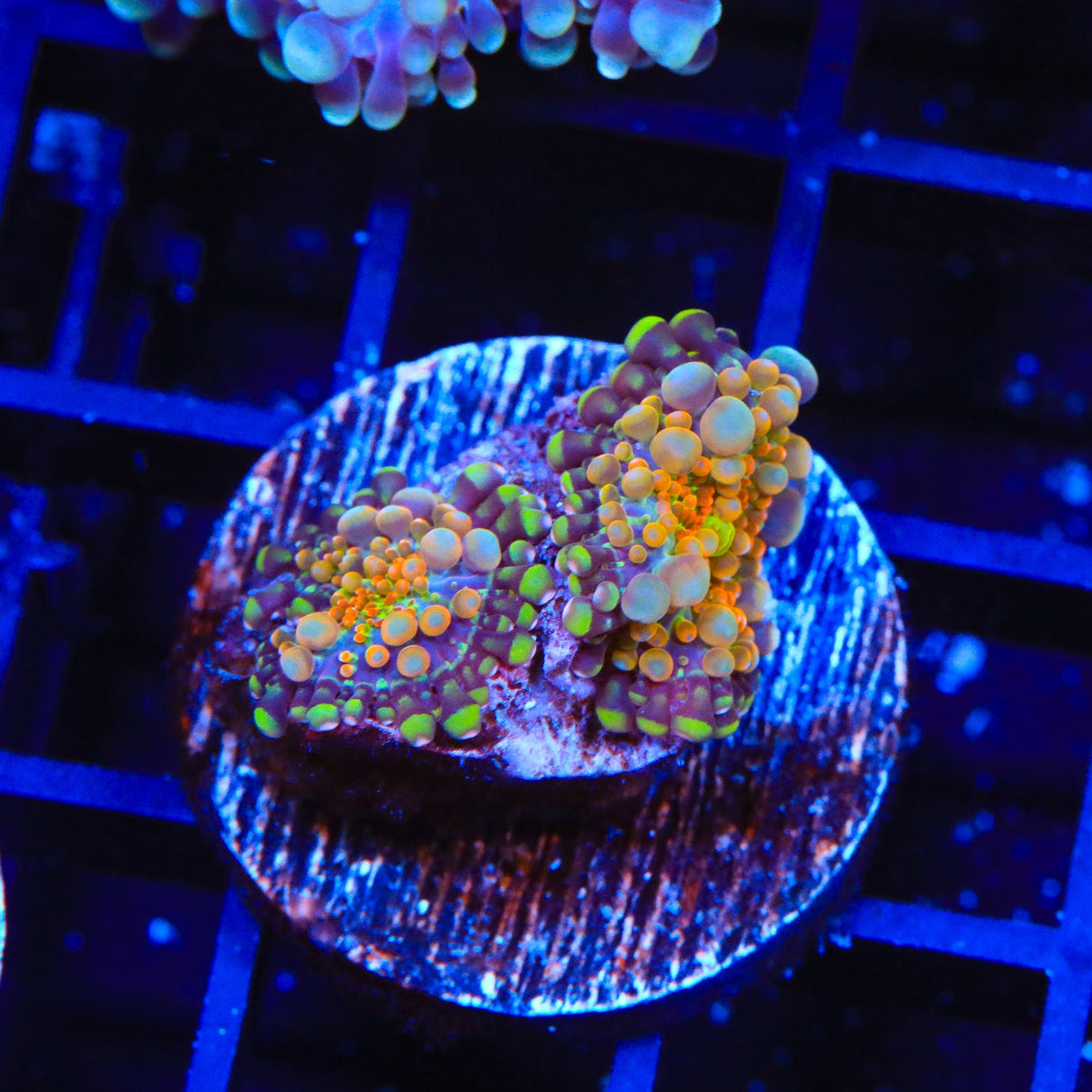 Rainbow Ricordea Coral