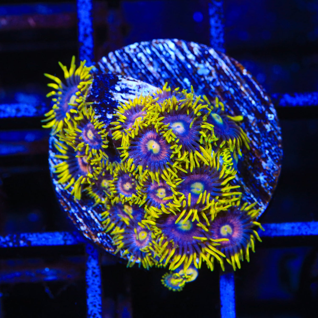 TSA Galactic Burst Zoanthids Coral