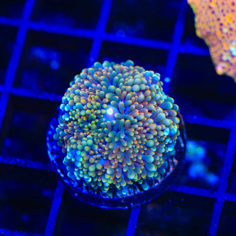 Rainbow Ricordea Coral