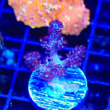 Blueberry Kenya Tree Coral