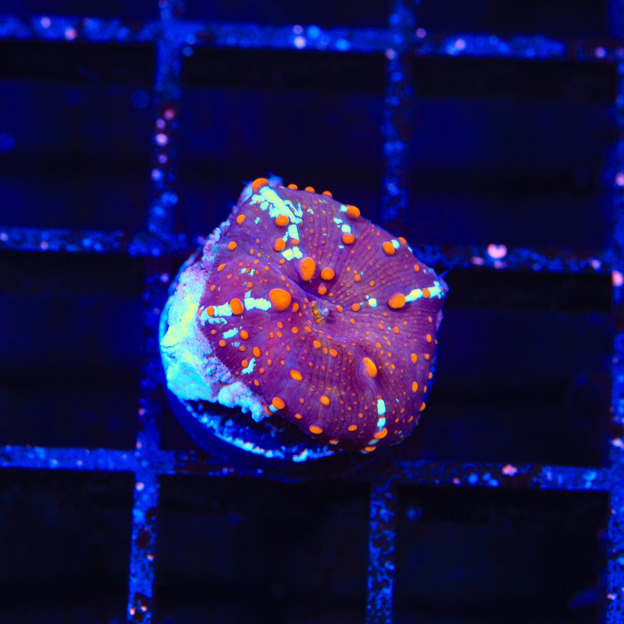 TSA White Widow Mushroom Coral