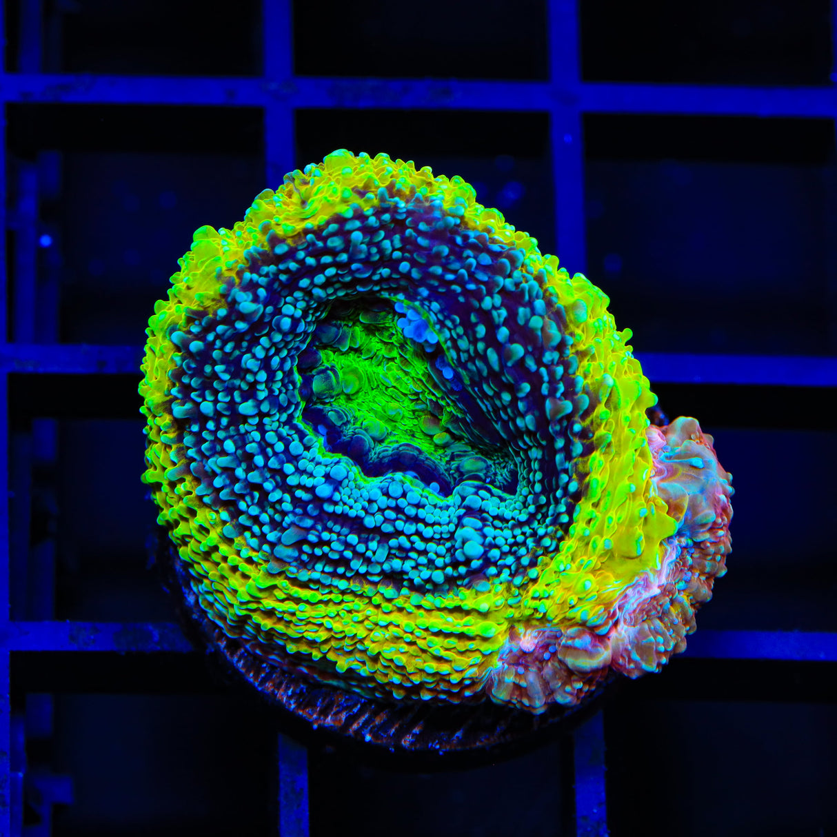 TSA Beetlejuice Bowerbankii Coral