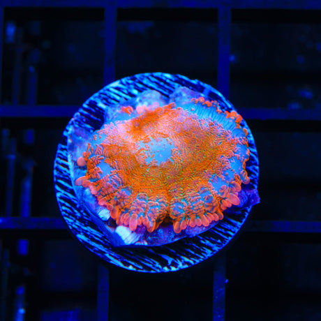 TSA Orange Sky Rhodactis Mushroom Coral