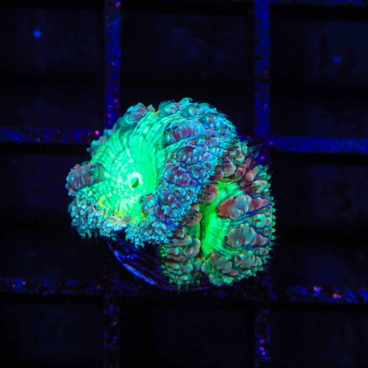 Ultra Blastomussa Coral