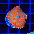 TSA Fire Brick Rhodactis Mushroom Coral