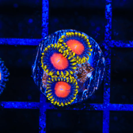 Yellow Brick Road Zoanthid Coral