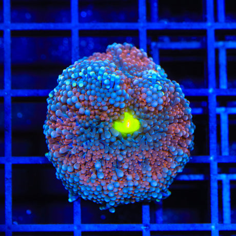 Rainbow Ricordea Coral