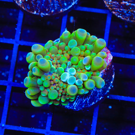 Rainbow Ricordea Coral