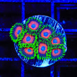 Whammin Watermelon Zoanthids Coral