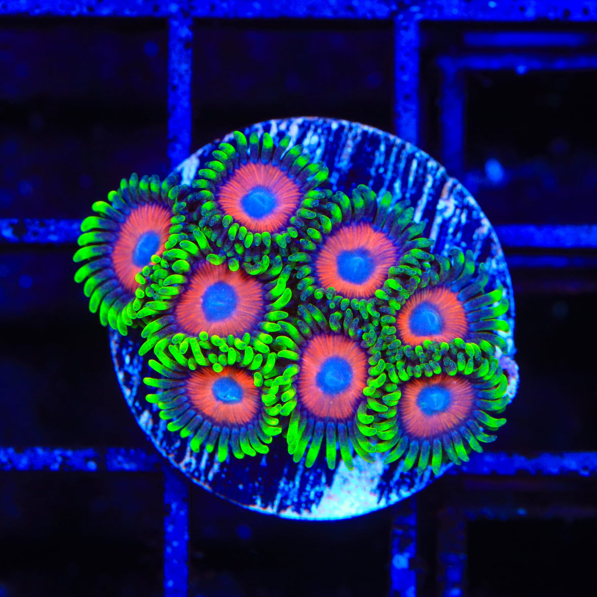 Whammin Watermelon Zoanthids Coral