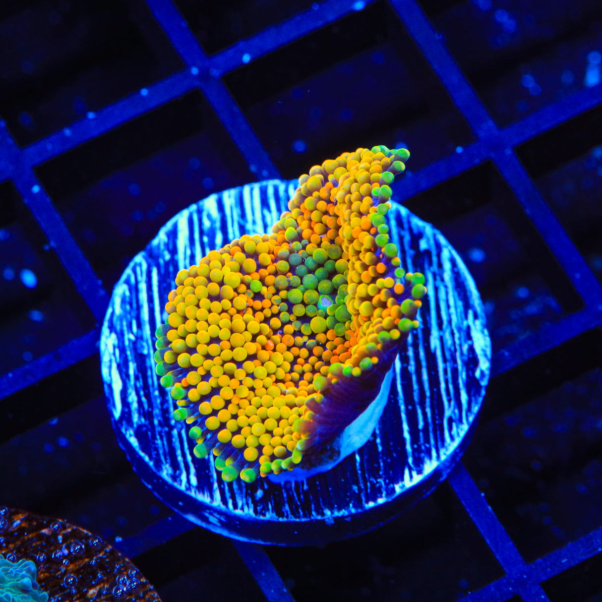 Rainbow Ricordea Coral