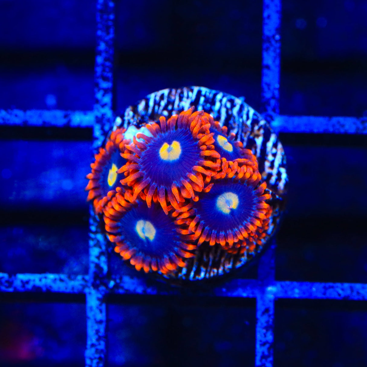 Time Warp Zoanthids Coral