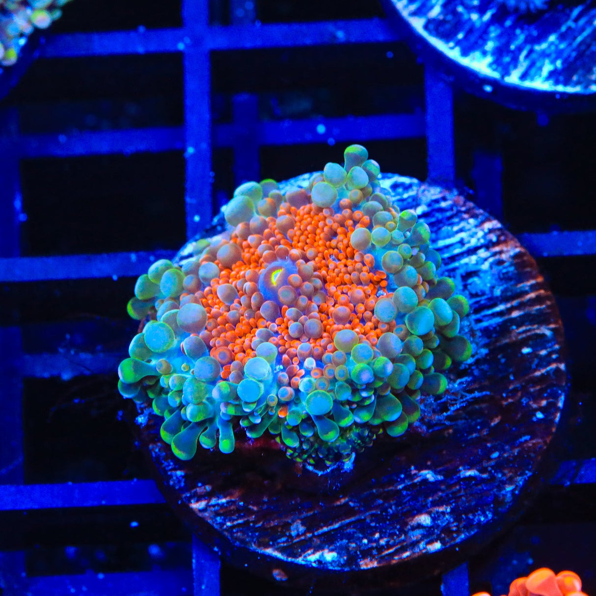 Rainbow Ricordea Coral