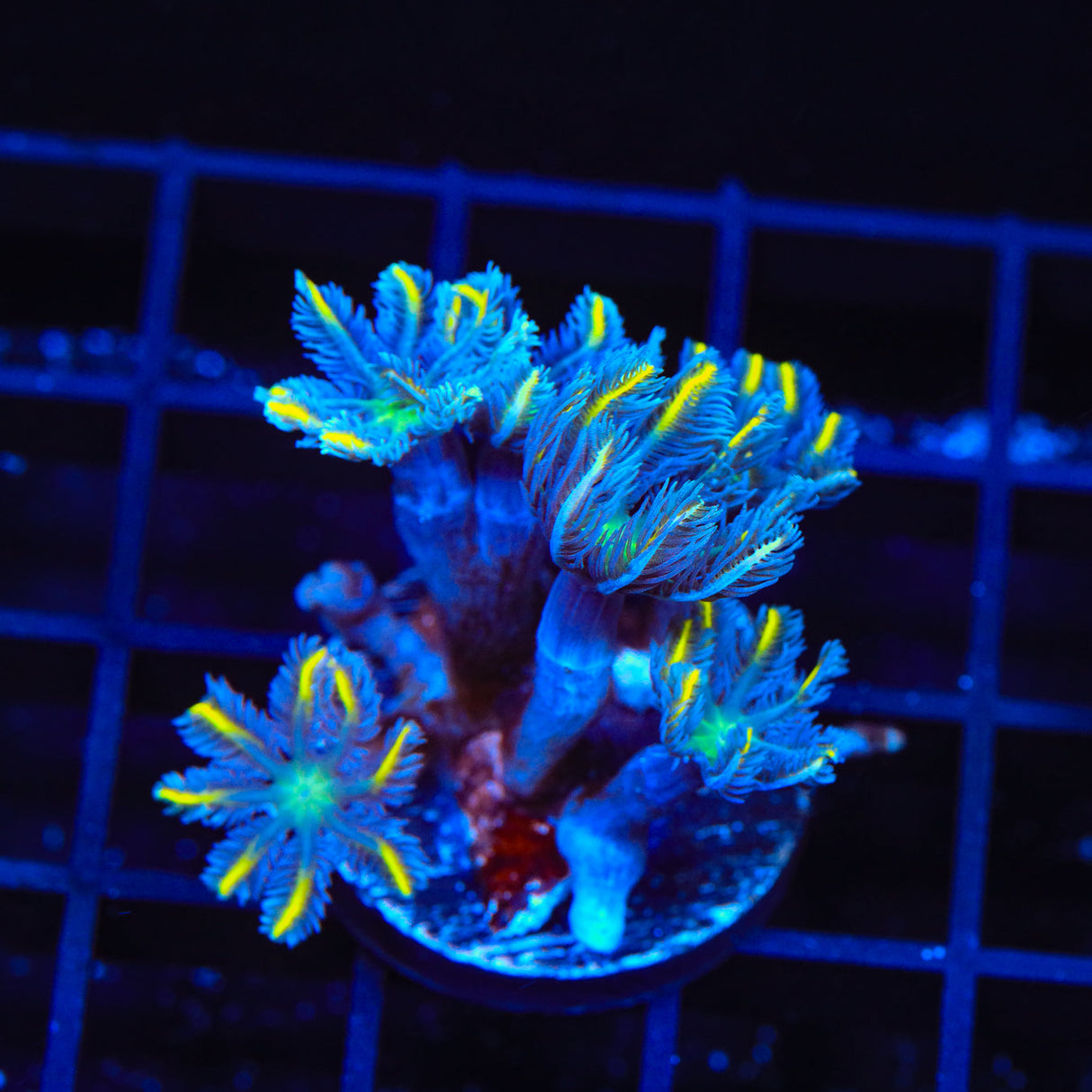 TSA Lemon Laser Clove Polyp Coral