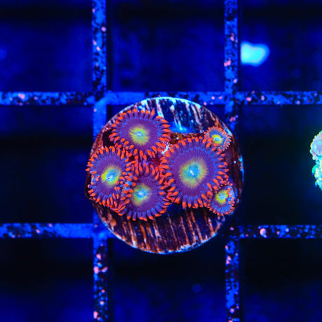 Circus Freak Zoanthids Coral