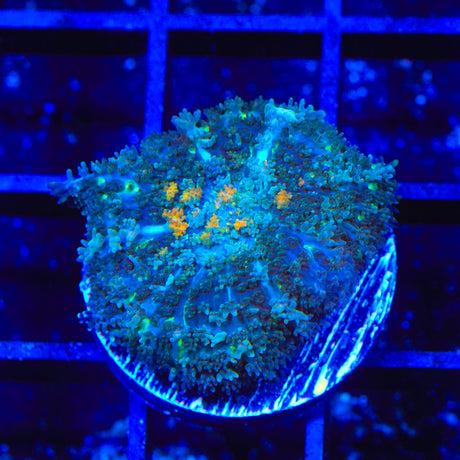 Glitter Mushroom Coral