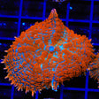 Ultra Rhodactis Mushroom Coral