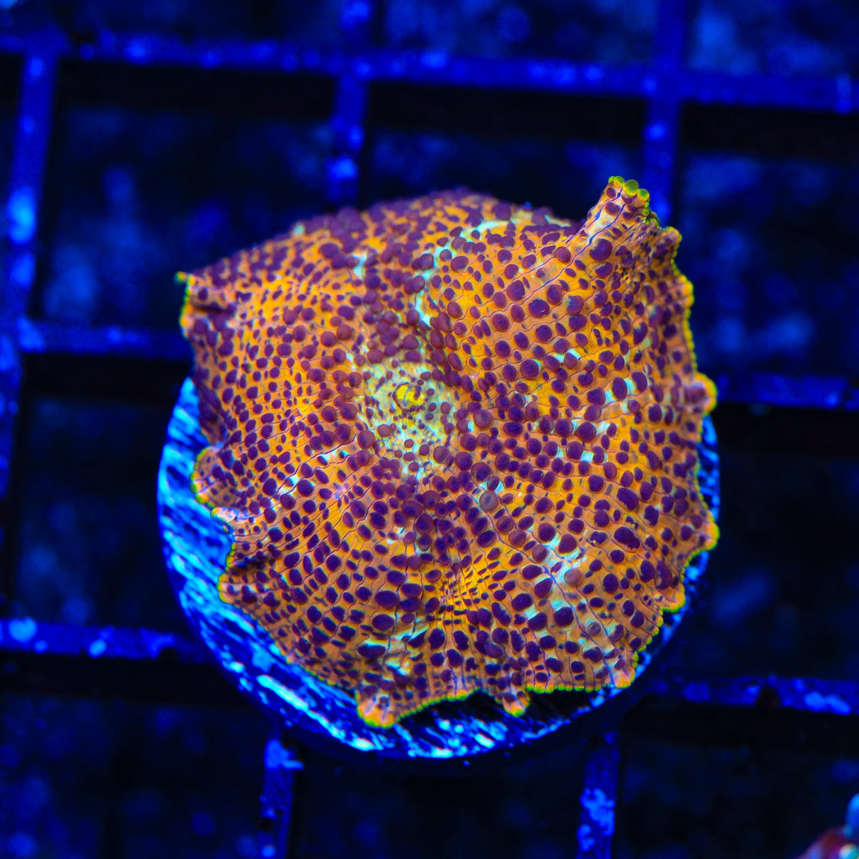 TSA Crossfire Mushroom Coral