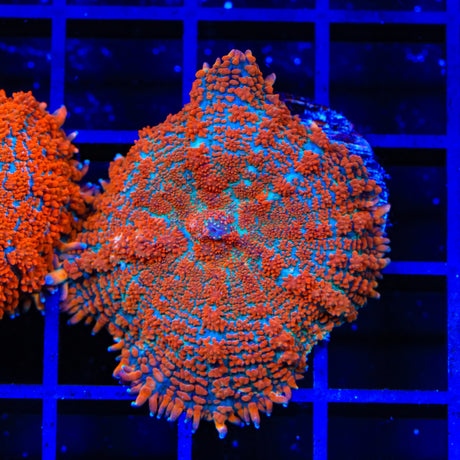 Ultra Rhodactis Mushroom Coral