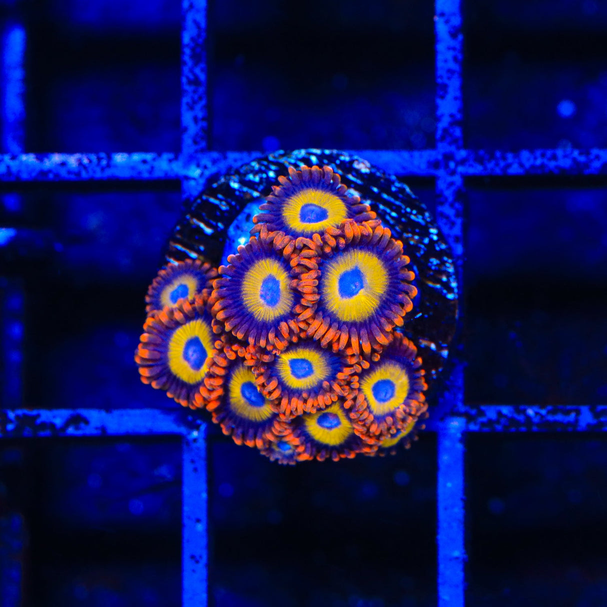 Fruit Loops Zoanthids Coral