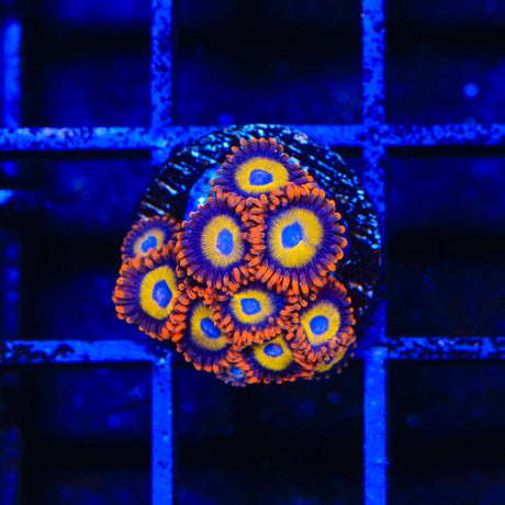 Fruit Loops Zoanthids Coral