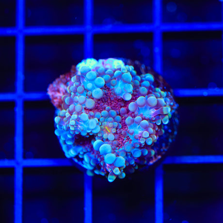 Rainbow Ricordea Coral