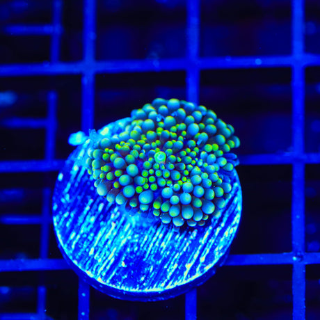 Rainbow Ricordea Coral