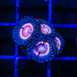 Red Rocket Zoanthids Coral