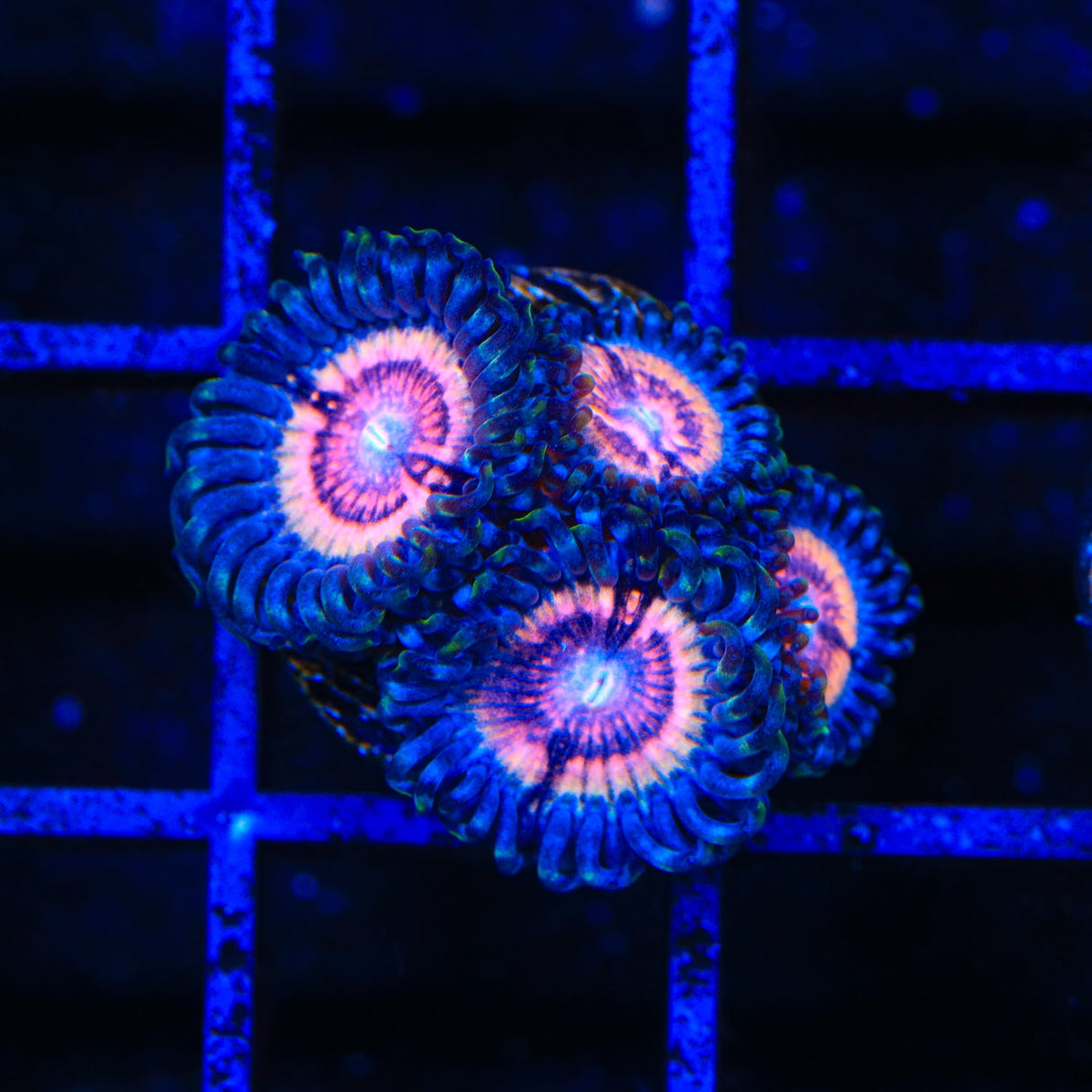 Red Rocket Zoanthids Coral