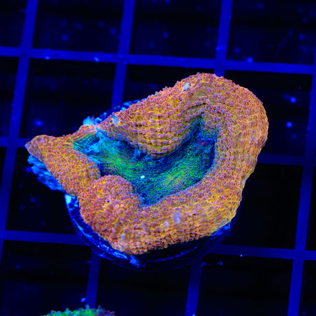 Ultra Rainbow Bowerbanki Coral