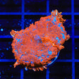 Ultra Rhodactis Mushroom Coral