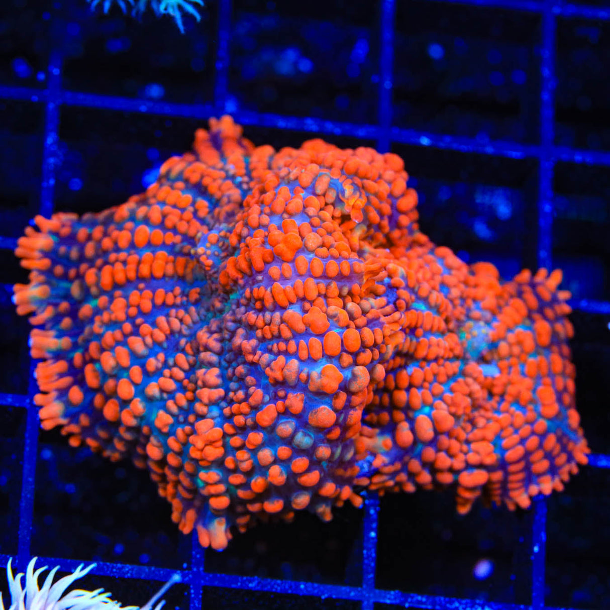 Atomic Red Rhodactis Mushroom Coral - Top Shelf Aquatics