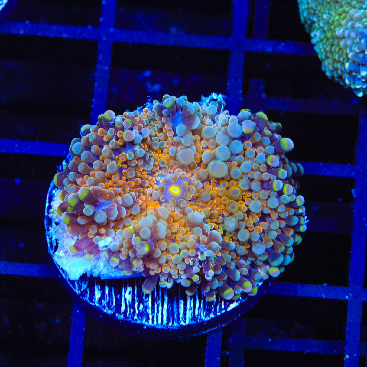 Rainbow Ricordea Coral