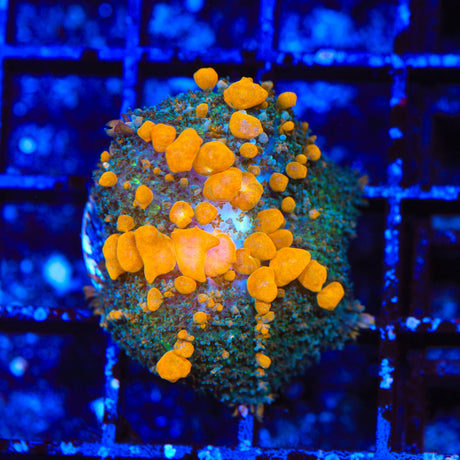 JF Sunkist Bounce Mushroom Coral