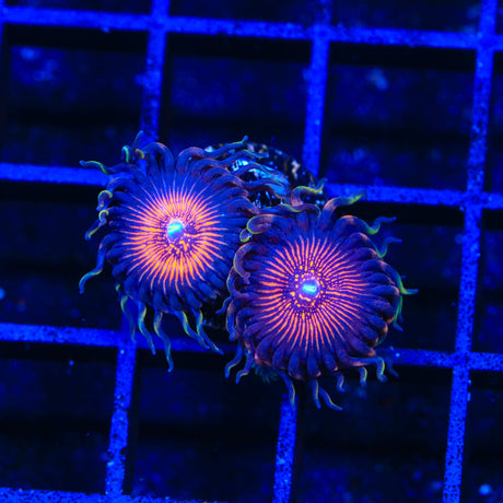 God of War Zoanthids Coral